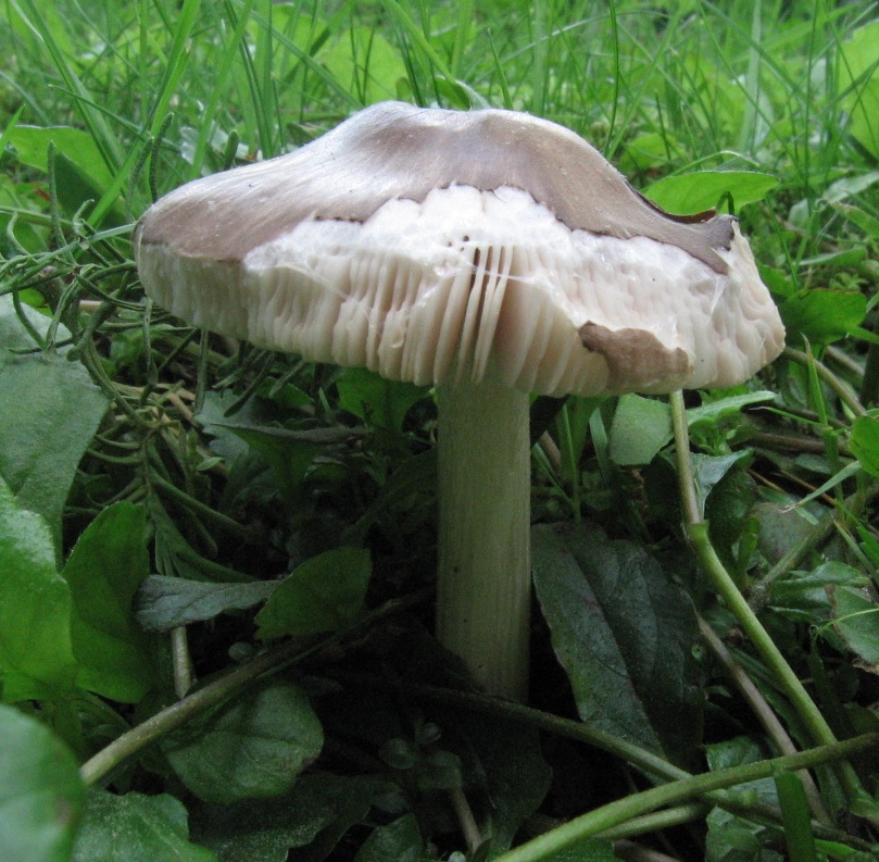 Pluteus cervinus inodore? (cfr. Pluteus pouzarianus)